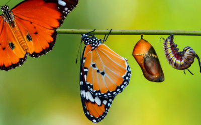 The Mystery that Transforms